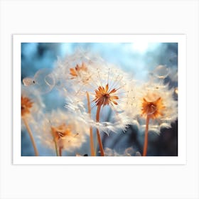 Dandelion 24 Art Print