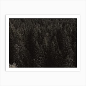 Moody Forest Scenery Art Print