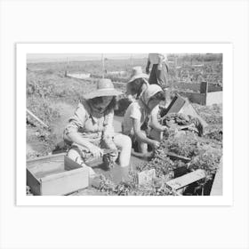 Malheur County, Oregon, Japanese American Girls Washing Celery Sprouts For Transplanting By Russell Lee Art Print