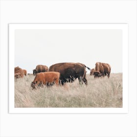 Bison Herd Art Print