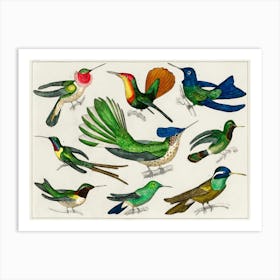 Collection Of Various Birds, Oliver Goldsmith  Art Print