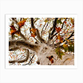 Autumn Tree And Leaves Colour Nature Photography Art Print