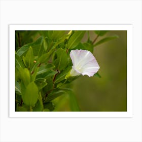 Beautiful White Wildflower Art Print