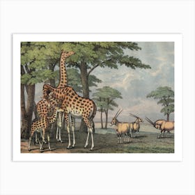 Vintage Kolb 5 Tafel 36 Giraffe Art Print