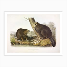 American Beaver, John James Audubon Art Print