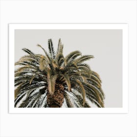 Spain Palm Tree Art Print