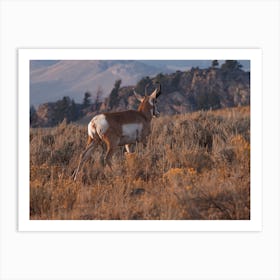 Pronghorn In Meadow Art Print