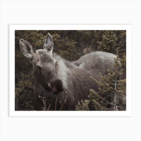 Female Moose Art Print