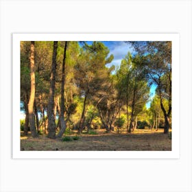 Evening Sun In The Pine Forest Art Print