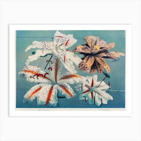 Lily, Hand Colored Collotype From Some Japanese Flowers (1896), Kazumasa Ogawa 1 Art Print