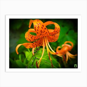 Orange Lily 20190812 05ppub Art Print