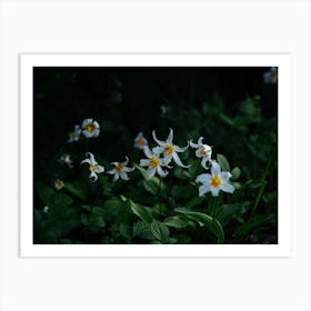 Avalanche Lilies Art Print