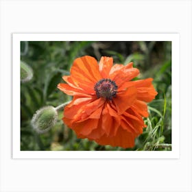 Poppy blossom in the meadow Art Print