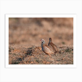 Bobwhite Quail Scenery Art Print