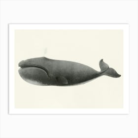 North Pacific Right Whale, Charles Melville Scammon Art Print
