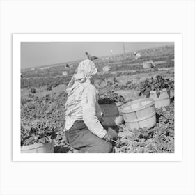 Untitled Photo, Possibly Related To Loading Baskets Of Spinach Onto Truck In Fields, La Pryor, Texas By Russell Lee Art Print