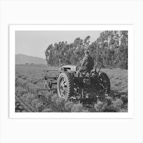 Salinas, California, Intercontinental Rubber Producers, Cultivating Guayule Shrubs By Russell Lee Art Print