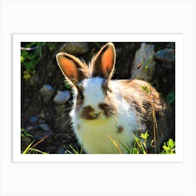 Rabbit In The Grass Art Print