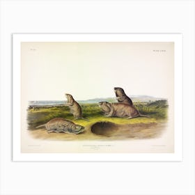 Camas Rat, John James Audubon Art Print