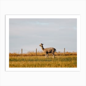 Llama In Field Art Print