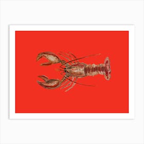 Red Lobster Art Print