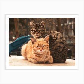 Two Cats Art Print