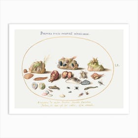 Murex Mollusks, Shells, Hermit Crabs, Slug, Insects And Other Sea Life (1575–1580), Joris Hoefnagel Art Print