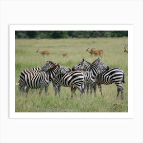 Zebras In The Grass 1 Art Print