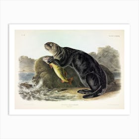 Sea Otter, John James Audubon Art Print