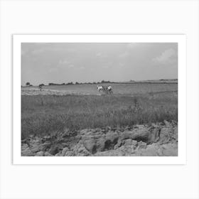 Landscape In Oklahoma Showing Man Plowing In Cotton Field In Background And Profile Of Soil Showing Easily Art Print