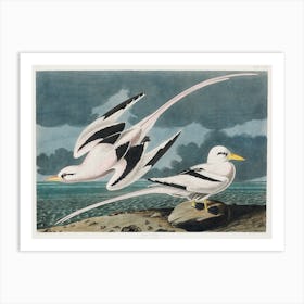 Tropic Bird, Birds Of America, John James Audubon Art Print