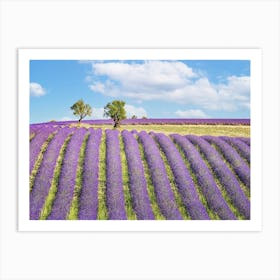 Summer In Provence Art Print