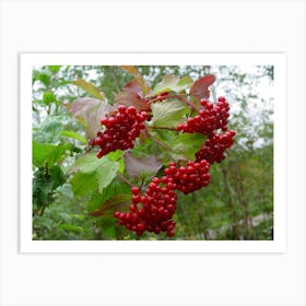 Red Berries 1 Art Print