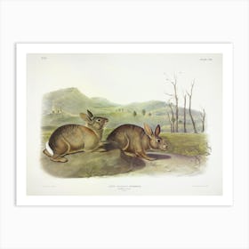 Bachman's Hare, John James Audubon Art Print