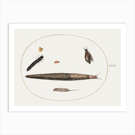Leopard Slug, Ground Beetle Larva, Rat Tailed Maggot, And Other Creatures, Joris Hoefnagel Art Print