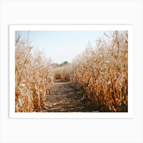 Dried Corn Stalks Art Print