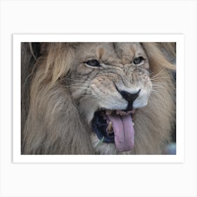 Lion Roaring Art Print