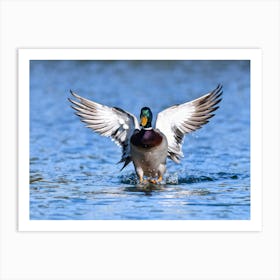 Duck Pond Bustling With Wildlife Single Male Anas Platyrhynchos Aka Mallard Duck Boasting Beautif Art Print