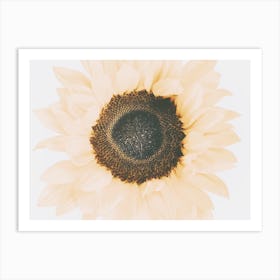 Warm Summer Sunflower Art Print