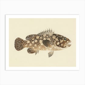 Unidentified Fish, Luigi Balugani (11) Art Print