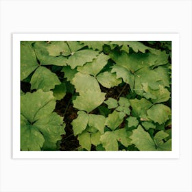 Some Greenery V Art Print