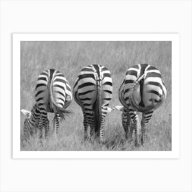 Zebras In The Grass Art Print