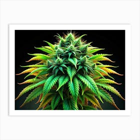 Close Up Of A Cannabis Bud With Green And Yellow Leaves On A Black Background Art Print