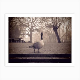 Geese In The Park foggy morning Art Print