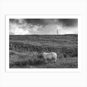 Sheep in Wales Art Print