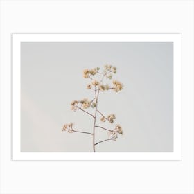 Yucca Plant Art Print