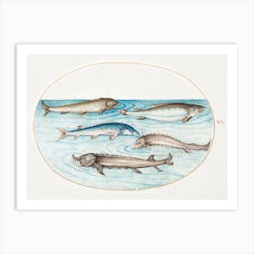 Catfish And Sturgeon (1575–1580), Joris Hoefnagel Art Print