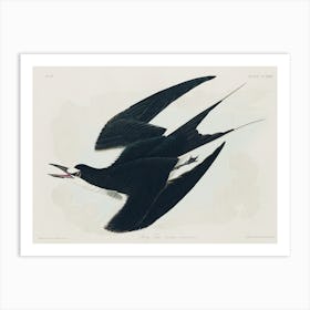 Sooty Tern, Birds Of America, John James Audubon Art Print