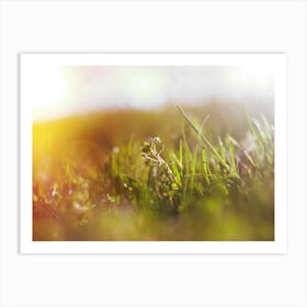 Grass In The Sun Art Print