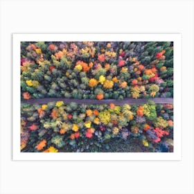 Leaves Changing Color Art Print
